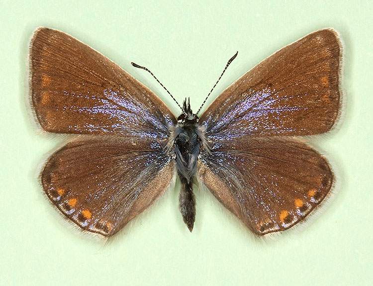 Polyommatus icarus female (aberrant form anticolunata + caerulescens) (Internet Image property of respective owner, non-commercial use only)